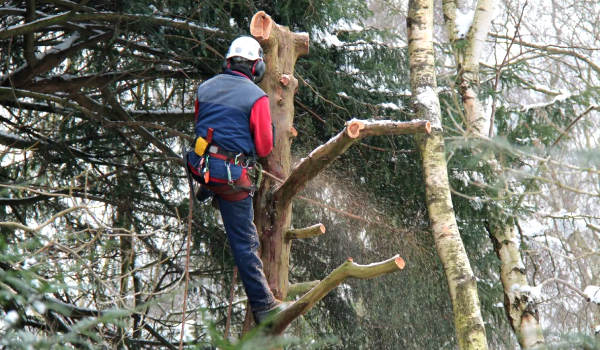 signs-that-its-time-for-a-new-chain-for-your-chainsaw